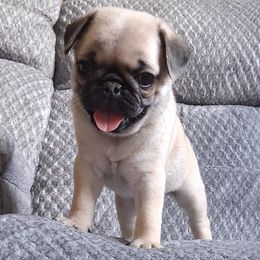 Annie - Fawn female Pug puppy in Marshville, North Carolina from adorable pug puppies