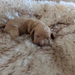 Honey - Cream female Goldendoodle puppy in Apache Junction, Arizona from Loving Doodle