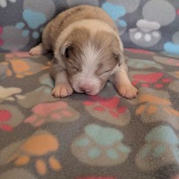 Hazel - Red merle female Australian Shepherd puppy in Squaw Valley, California from A&M Australian Shepherds