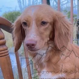 Dolly - Red Dachshund puppy in Clyde Park, Montana from Boondachs FKA Koch’s Mini Dachshunds