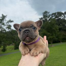 Danni - Blue female French Bulldog puppy in Salisbury, Maryland from 77 Frenchies Maryland