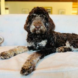 Reese - Goldendoodle
