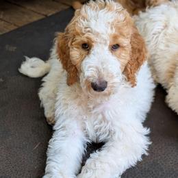 Peach Collar - Parti male Goldendoodle puppy in Olympia, Washington from Sinclairdoodles