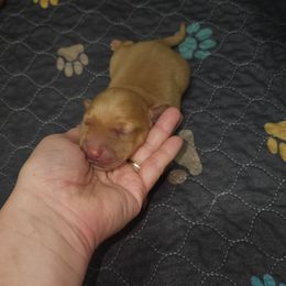 Mars - Yellow male Labrador Retriever puppy in Elloree, South Carolina from Moonlight Kennels LLC