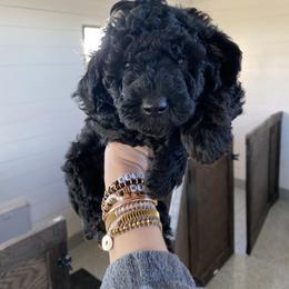 Goldendoodle Puppies from 2KC Doodles