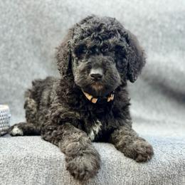 Porter - Phantom male Goldendoodle puppy in Rainier, Oregon from Beaver Springs Puppies