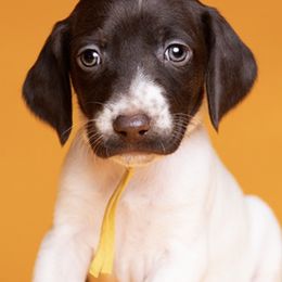 German Shorthaired Pointers from Pretty Branch Pointers