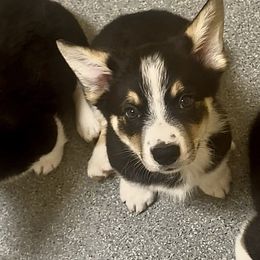 Luke - Black and tan male Pembroke Welsh Corgi puppy in Guilford, Indiana from Manning Family Farm