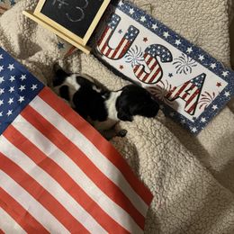 Pup 2 - Liver roan male German Shorthaired Pointer puppy in Kathleen, Florida from Alex Yates GSP's
