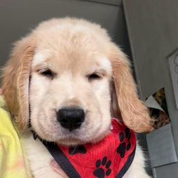 Ms Green - Wednesday - Golden female Golden Retriever puppy in Umatilla, Florida from AT Marvelous Kennels (AKA AT Marvelous Pet Services)