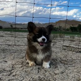 Male 2 - Sable male Pembroke Welsh Corgi puppy in Clawson, Utah from Nielsen's Straight Arrow Corgis