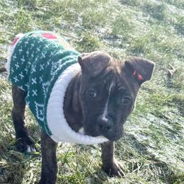 Monterey - Red brindle male American Staffordshire Terrier puppy in Franklin County, Vermont from Explicit Amstaffs Of New England