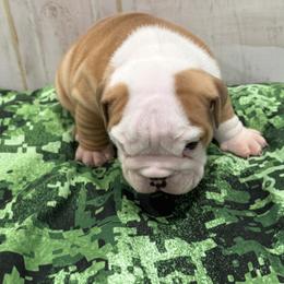 Bulldog Puppies from Bulldog's 4 Brothers