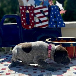 German Shorthaired Pointer Puppies from MaggieMae Andersen