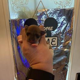 Chloe Pup 2 - White and tan male Toy Fox Terrier puppy in Clermont, Florida from Debbie Hiles's Toy Fox Terriers