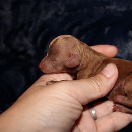 Sunny - Red  male Poodle puppy in Bridgeport, Texas from KM AKC Toy poodles