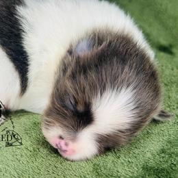 Pomeranian Puppies from Treasured Jewels Pomeranians