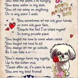 Shih Tzu Puppies from Nickerson Farms Shih Tzu & Imperial Beauties LLC.