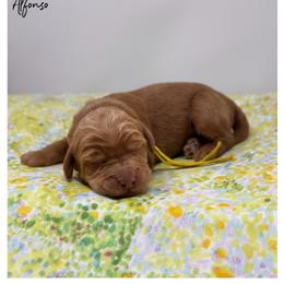 Alfonso - Caramel male Australian Labradoodle puppy in Sacramento, California from Little Farmstead Labradoodles