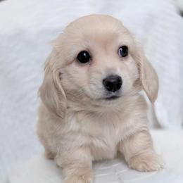 Pearl - Cream female Dachshund puppy in Richmond, Virginia from Irresistible Dachshunds & Cavaliers