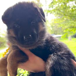 Cloe - Black and red female German Shepherd puppy in Harvard, Illinois from Aus Dem Meer German Shepherds
