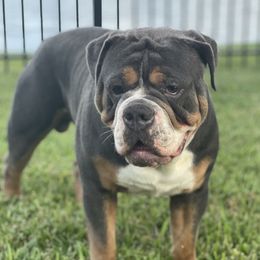 Boomer - Olde English Bulldogge