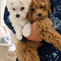 Maltese and Yorkshire Terrier Puppies from Maltese Dollhouse