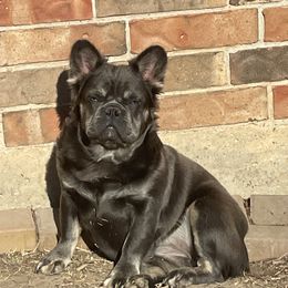 Renesme - French Bulldog