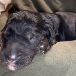 Girl 5 - Goldendoodle puppy in Shell Lake, Wisconsin from KC Acres