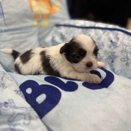 Luna - Liver and white female Shih Tzu puppy in Springfield, Missouri from Lopez Family Tails