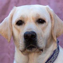 Labrador Retrievers from Castle Hills Labradors