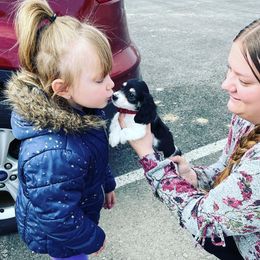 Dachshund Puppies from STORIED DOXIES