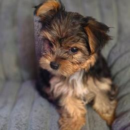 Teacup traditional boy 1 - Black and tan male Yorkshire Terrier puppy in Thornville, Ohio from My precious yorkies