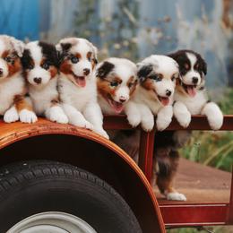 Australian Shepherd Puppies from River Reign Australian Shepherds