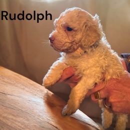 Rudolph - Lagotto Romagnolo puppy from Premier Truffles
