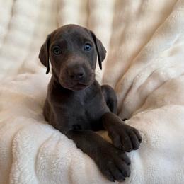 Kaida - Blue and rust female Doberman Pinscher puppy in Brookfield, Wisconsin from Haus of Hound