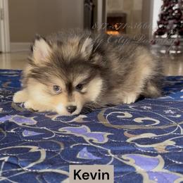 Kevin - Black and white male Pomsky puppy in Long Grove, Illinois from Windy City Pomsky
