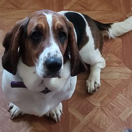 Basset Hounds from Gann's Little Darlings