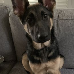 German Shepherds from Dewald German Shepherds