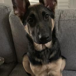 German Shepherds from Dewald German Shepherds
