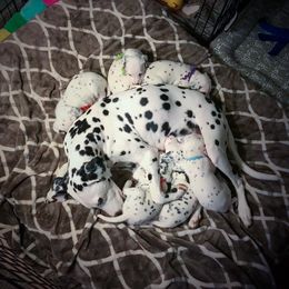 Dalmatian Puppies from Westview Dalmatians