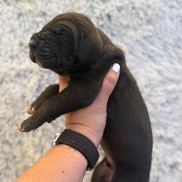 Moe - Black male Great Dane puppy in Sac City, Iowa from Northern Great Danes of Colorado & Iowa