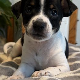 Nesta - Black brindle and white female American Hairless Terrier puppy in Visalia, California from OakSahara