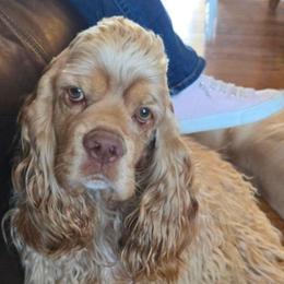 Oakley - Cocker Spaniel