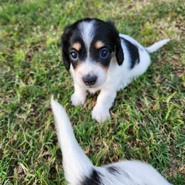 Dachshund Puppies from Leslie Martinez