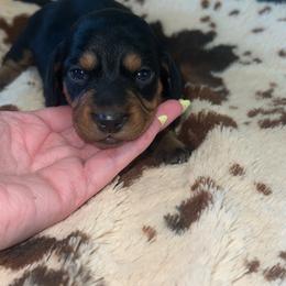 Kira - Black and tan female Dachshund puppy in Madisonville, Tennessee from L&A Dachshunds