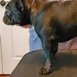 French Bulldogs from Vicky Hyatt