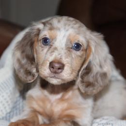 Female 1 Chocolate and Tan Dapple - Dapple female Dachshund puppy in Pontotoc, Mississippi from Doubletake Doodles & Dachshunds