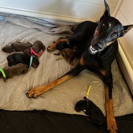 Doberman Pinscher Puppies from New Horizons Kennels