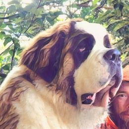 Big Mac - Saint Bernard